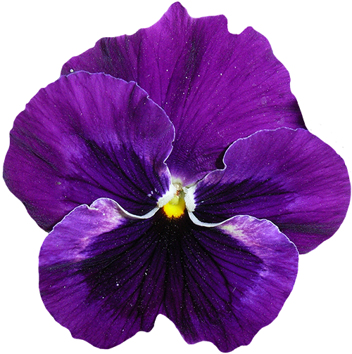 Fleur