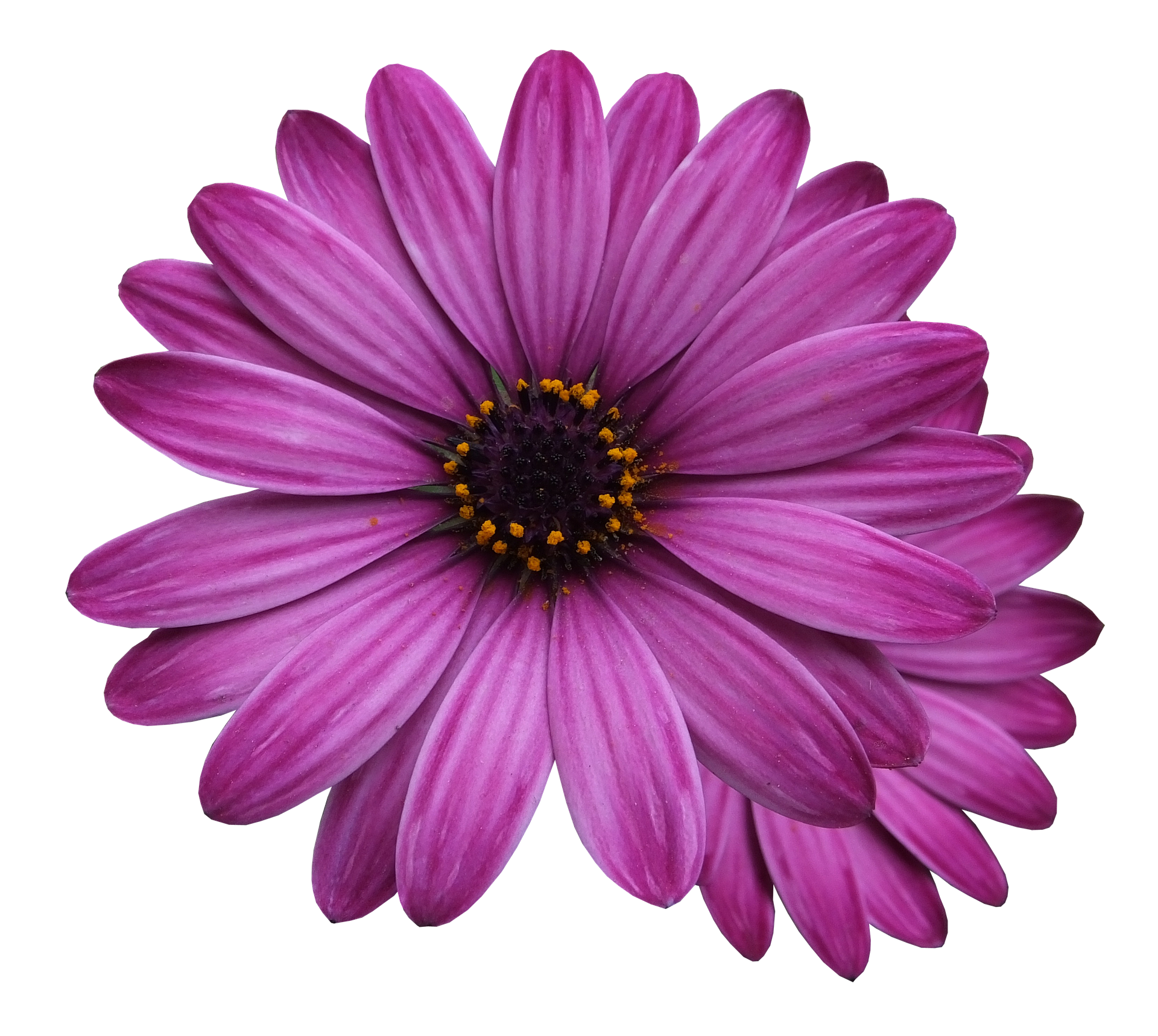 flower-marigolds-3192686_1920